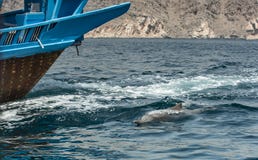 Playful humpback dolphins in a coastal waters of Musandam Oman Royalty Free Stock Photography Playful humpback dolphins in a coastal waters of Musandam Oman Royalty Free Stock Photography