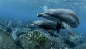Dolphins inhabiting Mikurajima in Tokyo, Japan