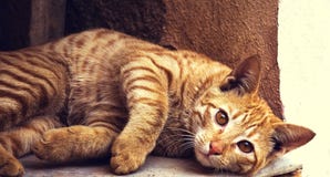 Domestic cat on stoop Stock Photo Domestic cat on stoop Stock Photo
