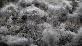 Domestic dirt is home for dust mites, closeup view of heaps from vacuum cleaner after house cleaning