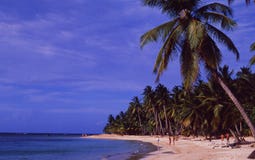 Dominikanska republiken: Palm Beach på samanön | Dominikanische arkivfoto Dominikanska republiken: Palm Beach på samanön | Dominikanische arkivfoto