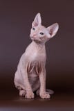 Don Sphynx-kat op gekleurde achtergronden royalty-vrije stock afbeelding Don Sphynx-kat op gekleurde achtergronden royalty-vrije stock afbeelding