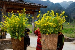 DONG VAN, HÀ GIANG, VIETNAM, am 1. Januar 2017: Nicht identifizierte ethnische Minderheit scherzt mit Körben der Rapssamenblume i Lizenzfreie Stockbilder DONG VAN, HÀ GIANG, VIETNAM, am 1. Januar 2017: Nicht identifizierte ethnische Minderheit scherzt mit Körben der Rapssamenblume i Lizenzfreie Stockbilder