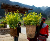 DONG VAN, HÀ GIANG, VIETNAM, am 1. Januar 2017: Nicht identifizierte ethnische Minderheit scherzt mit Körben der Rapssamenblume i Lizenzfreie Stockfotografie DONG VAN, HÀ GIANG, VIETNAM, am 1. Januar 2017: Nicht identifizierte ethnische Minderheit scherzt mit Körben der Rapssamenblume i Lizenzfreie Stockfotografie