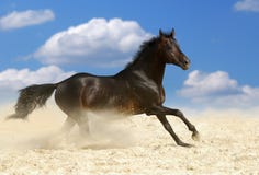 Donker bruin paard royalty-vrije stock fotografie Donker bruin paard royalty-vrije stock fotografie