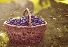 Donkerblauwe druiven in een mand stock afbeeldingen Donkerblauwe druiven in een mand stock afbeeldingen