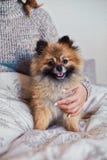 Donkerbruin puppy die vrouw strelen Pomeranian Dwergspitz stock foto's Donkerbruin puppy die vrouw strelen Pomeranian Dwergspitz stock foto's