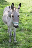 Donkey Stock Image