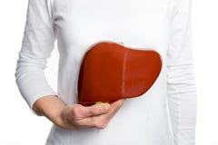Donna che tiene il modello umano del fegato al corpo bianco fotografia stock libera da diritti Donna che tiene il modello umano del fegato al corpo bianco fotografia stock libera da diritti