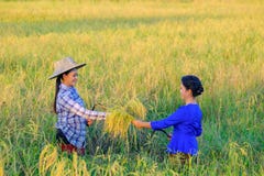 Donna 2 dell'agricoltore dell'Asia che tiene un riso con la paglia nel campo fotografia stock libera da diritti Donna 2 dell'agricoltore dell'Asia che tiene un riso con la paglia nel campo fotografia stock libera da diritti