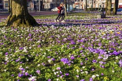 Donne che corrono nel parco con i croco di fioritura Immagini Stock Libere da Diritti Donne che corrono nel parco con i croco di fioritura Immagini Stock Libere da Diritti