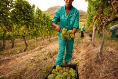 Donne che raccolgono l'uva in vigna immagine stock libera da diritti Donne che raccolgono l'uva in vigna immagine stock libera da diritti