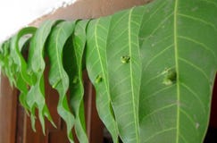 Door Hanging Mango Leaves Toran Stock Image Image Of