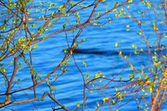 Doorbladert het knallen uit in de lente bij Klokpark, Sudbury royalty-vrije stock afbeeldingen Doorbladert het knallen uit in de lente bij Klokpark, Sudbury royalty-vrije stock afbeeldingen