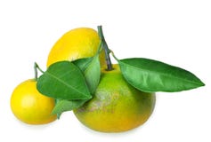 Doorbladert volledig fruit drie van gele mandarijnen met verscheidene green royalty-vrije stock foto's Doorbladert volledig fruit drie van gele mandarijnen met verscheidene green royalty-vrije stock foto's