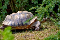 Doornige schildpad stock fotografie Doornige schildpad stock fotografie