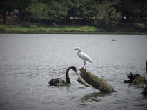 Doppeltes von Ibirapuera lizenzfreies stockbild Doppeltes von Ibirapuera lizenzfreies stockbild