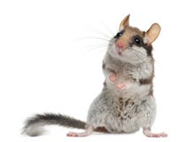 Dormouse de jardin, Eliomys Quercinus Dormouse de jardin, Eliomys Quercinus