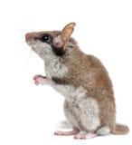 dormouse eliomys quercinus κήπων