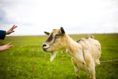 Dorosły miedzianowłosy koźli pasanie w łące fotografia stock Dorosły miedzianowłosy koźli pasanie w łące fotografia stock