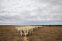 Dorper sheep feasing on mealies