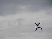 Two birds flying towards the Horizon in a cloudy sky. royalty free stock photo Two birds flying towards the Horizon in a cloudy sky. royalty free stock photo