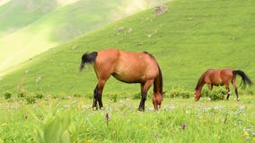 Dos caballos pastan en pasto almacen de video Dos caballos pastan en pasto almacen de video