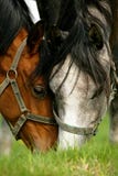 Dos caballos que pastan en un pasto fotografía de archivo Dos caballos que pastan en un pasto fotografía de archivo