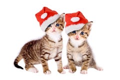 Dos gatitos con los sombreros de la Navidad aislados foto de archivo libre de regalías Dos gatitos con los sombreros de la Navidad aislados foto de archivo libre de regalías