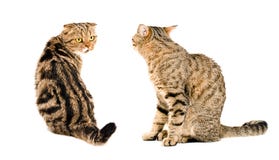 Dos gatos, mirando uno a foto de archivo libre de regalías Dos gatos, mirando uno a foto de archivo libre de regalías