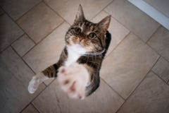 Dos gatos nacionales que miran para arriba y que esperan una invitación imágenes de archivo libres de regalías Dos gatos nacionales que miran para arriba y que esperan una invitación imágenes de archivo libres de regalías