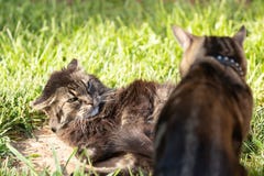 Dos gatos nacionales uno de ellos con los oídos reclinaron y observan deslumbrarse en el otro que se ha atrevido a perturbar su s fotos de archivo Dos gatos nacionales uno de ellos con los oídos reclinaron y observan deslumbrarse en el otro que se ha atrevido a perturbar su s fotos de archivo
