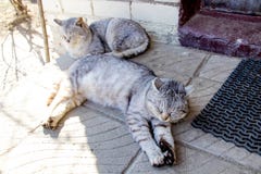 Dos gatos rayados grises en el sol Vistas del pueblo imagen de archivo libre de regalías Dos gatos rayados grises en el sol Vistas del pueblo imagen de archivo libre de regalías
