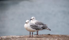 Dos gaviotas por el agua fotografía de archivo libre de regalías Dos gaviotas por el agua fotografía de archivo libre de regalías