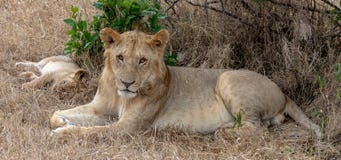 Dos leones que ponen en los prados en Masai Mara, Kenia África foto de archivo libre de regalías Dos leones que ponen en los prados en Masai Mara, Kenia África foto de archivo libre de regalías