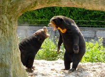 Dos osos malayos de Sun que rugen Dos osos malayos de Sun que rugen