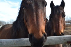 Dos Pals, apenas Horsing alrededor imagen de archivo libre de regalías Dos Pals, apenas Horsing alrededor imagen de archivo libre de regalías