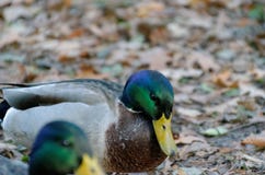 Dos patos masculinos del pato silvestre imágenes de archivo libres de regalías Dos patos masculinos del pato silvestre imágenes de archivo libres de regalías