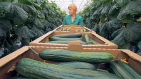 ` Dos pepinos que colhe o processo realizado em uma estufa Conceito saudável da produção dos produtos video estoque ` Dos pepinos que colhe o processo realizado em uma estufa Conceito saudável da produção dos produtos video estoque