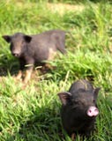 Dos pequeños cochinillos lindos del bebé que vienen de visita decir hola foto de archivo libre de regalías Dos pequeños cochinillos lindos del bebé que vienen de visita decir hola foto de archivo libre de regalías