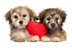 Dos perritos de Havanese del amante mienten así como un corazón rojo imagenes de archivo Dos perritos de Havanese del amante mienten así como un corazón rojo imagenes de archivo