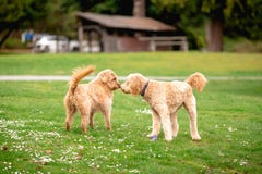 Dos perros cruzados de la mezcla del caniche en un parque que se saludan foto de archivo Dos perros cruzados de la mezcla del caniche en un parque que se saludan foto de archivo