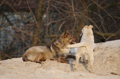 Dos perros juegan en la arena, funcionamiento después de uno a, muerden la cola fotos de archivo Dos perros juegan en la arena, funcionamiento después de uno a, muerden la cola fotos de archivo