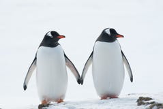 Dos pingüinos Gentoo. Dos pingüinos Gentoo.