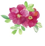 Dos rosas rosadas El modelo de subió Dibujos de la boda stock de ilustración Dos rosas rosadas El modelo de subió Dibujos de la boda stock de ilustración