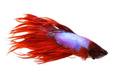 Dos splendens masculinos do betta de Crowntail peixes de combate Siamese do aquário Fotos de Stock Dos splendens masculinos do betta de Crowntail peixes de combate Siamese do aquário Fotos de Stock