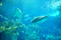 Dos tiburones están nadando foto de archivo libre de regalías Dos tiburones están nadando foto de archivo libre de regalías