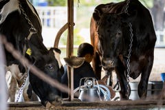 Dos vacas en la granja lechera y un hombre están ordeñando la vaca negra foto de archivo libre de regalías Dos vacas en la granja lechera y un hombre están ordeñando la vaca negra foto de archivo libre de regalías