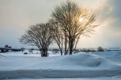 Dos árboles en la escena de la nieve imágenes de archivo libres de regalías Dos árboles en la escena de la nieve imágenes de archivo libres de regalías