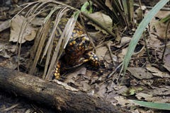Dosenschildkröte in Angus Gholson Nature Park, Florida lizenzfreies stockfoto Dosenschildkröte in Angus Gholson Nature Park, Florida lizenzfreies stockfoto